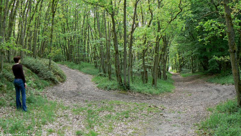 Villeconin forest near Paris